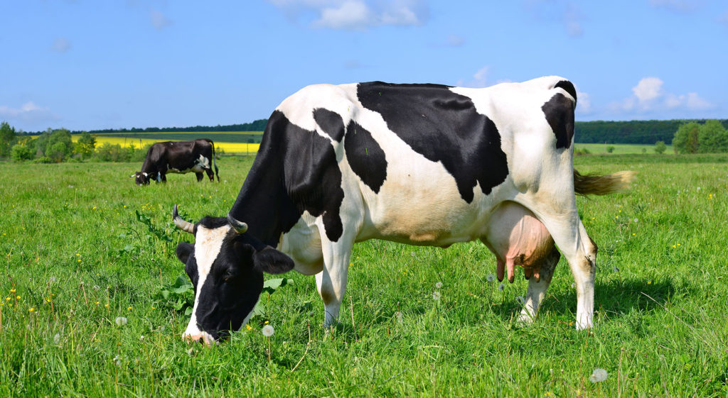 FarmFirst Dairy Cooperative